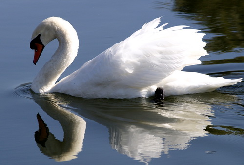   (Cygnus columbianus)