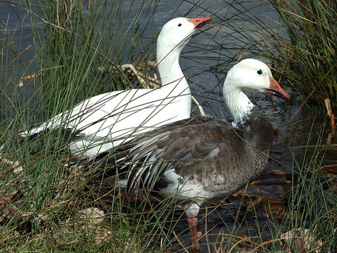   (Anser caerulescens)