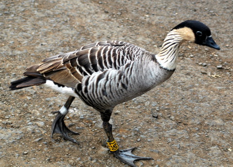   (Branta sandvicensis)