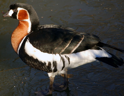   (Branta ruficollis)