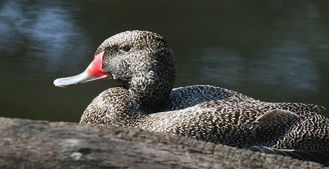   (Stictonetta naevosa)