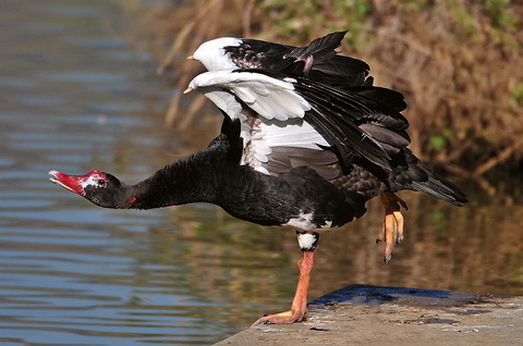    (Plectropterus gambensis)