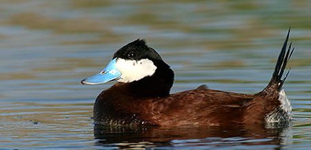   (Oxyura jamaicensis)