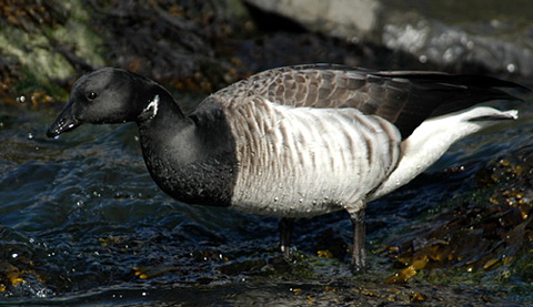   (Branta bernicla)