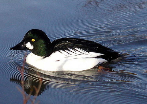   (Bucephala islandica)