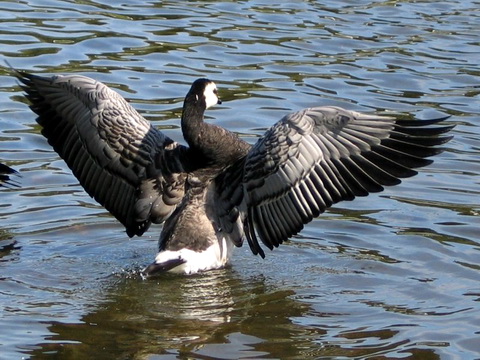   (Branta leucopsis)