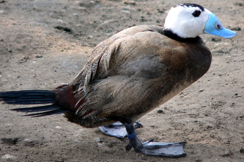  (Oxyura leucocephala)