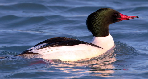     (Mergus merganser)