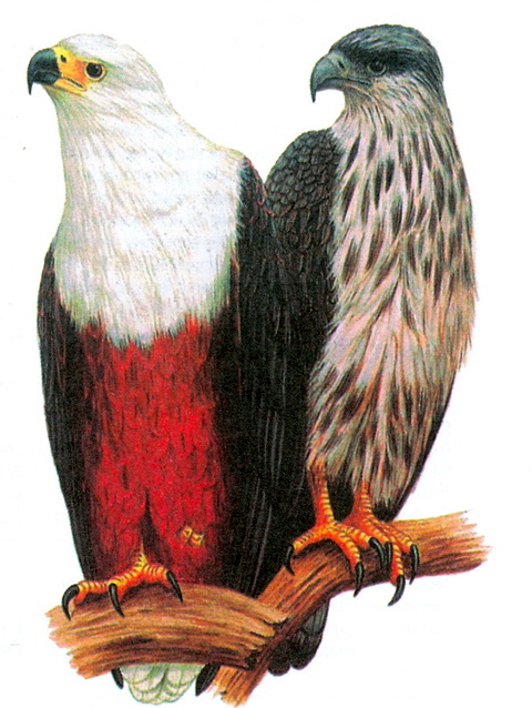 Африканский орлан крикун (Haliaeetus vocifer)