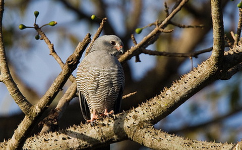   (Kaupifalco monogrammicus)