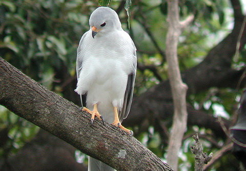   (Accipiter novaehollandiae)