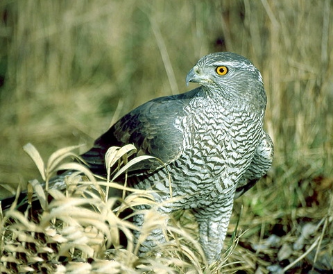 - (Accipiter gentilis)