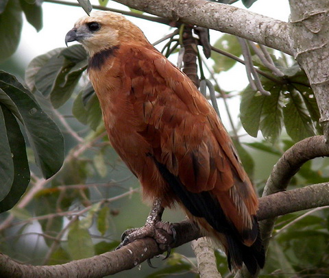   (Busarellus nigricollis)