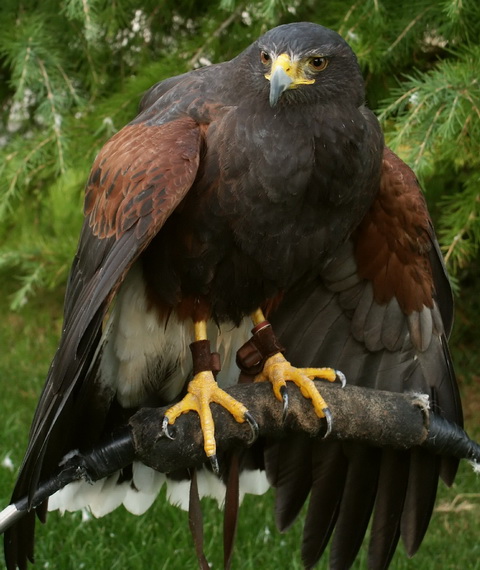   (Parabuteo unicinctus)