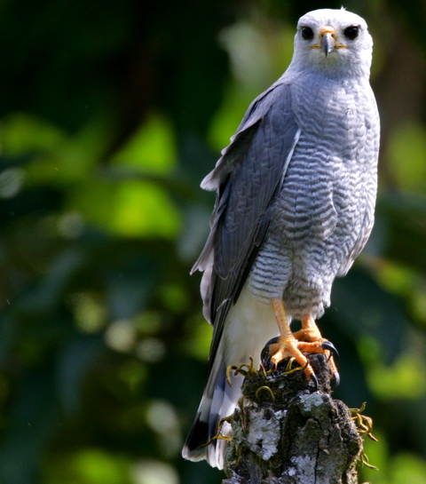   (Buteo nitidus)