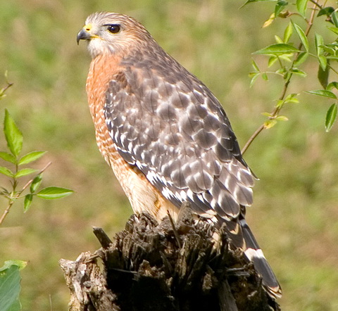   (Buteo lineatus)