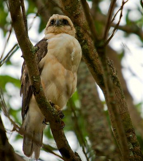   (Buteo solitarius)