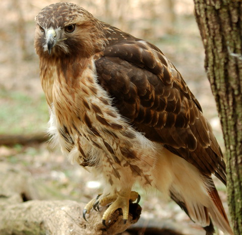   (Buteo jamaicensis)