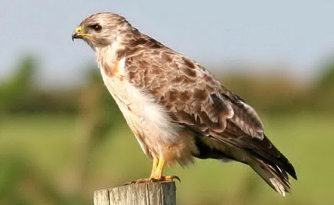   (Buteo buteo)