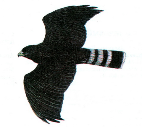Болотный канюк (Buteo albonotatus)