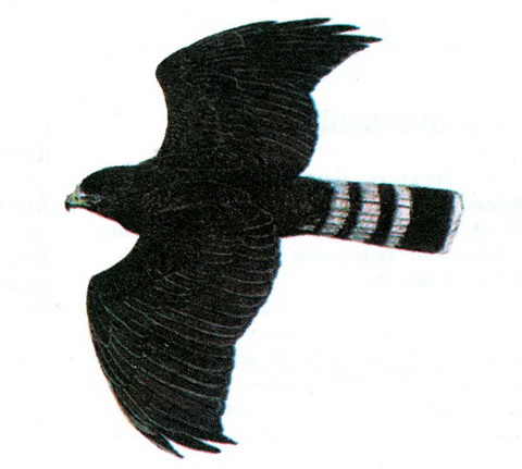   (Buteo albonotatus)