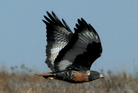   (Buteo rufofuscus)