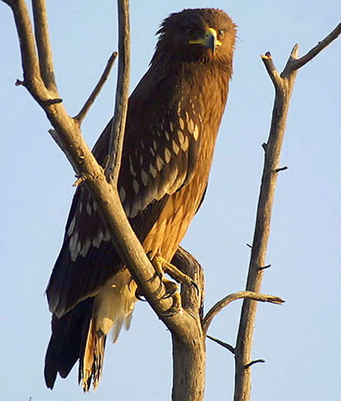   (Aquila clanga)