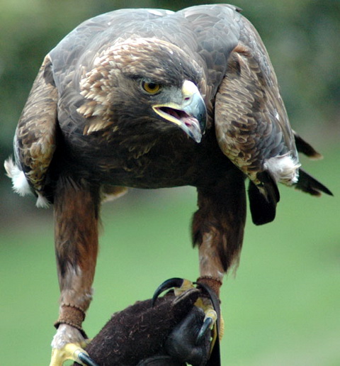  (Aquila chrysaetos)