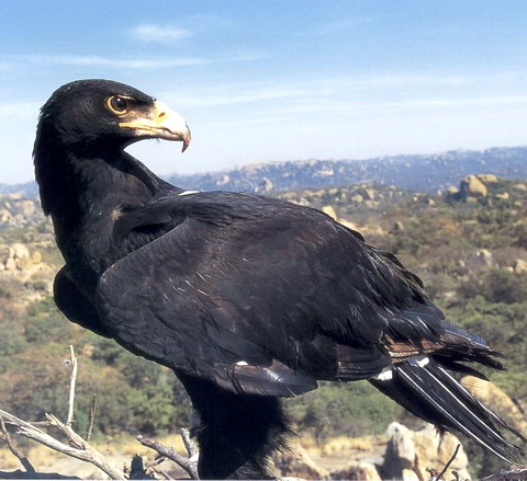   (Aquila verreauxii)