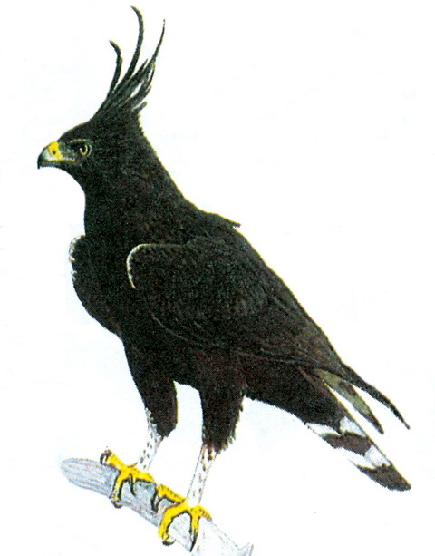   (Spizaetus occipitalis)