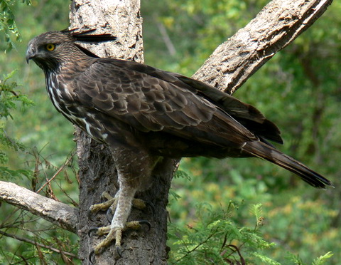    (Spizaetus cirrhatus)