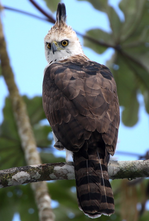    (Spizaetus ornatus)