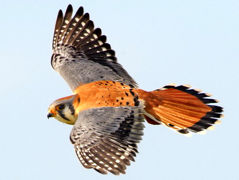   (Falco sparverius)