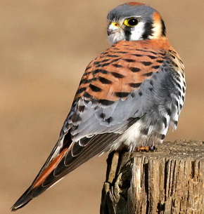 Американская пустельга (Falco sparverius)