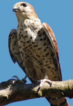 Маврикийская пустельга (Falco punctatus)