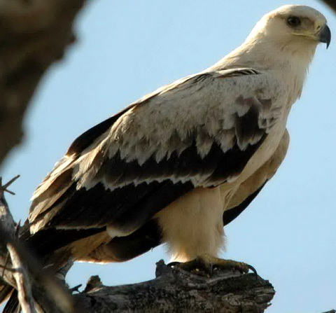 Орел степной (Aquila rapax)