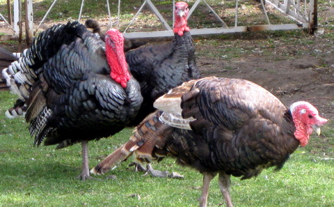  (Meleagris gallopavo)