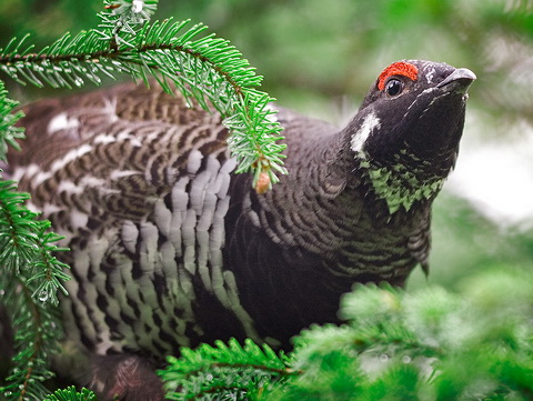   (Dendragapus canadensis)