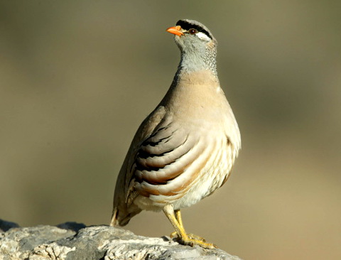   (Ammoperdix griseogularis)