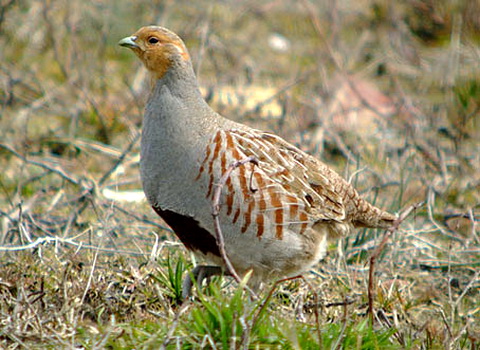 Серая куропатка фото (Perdix perdix)