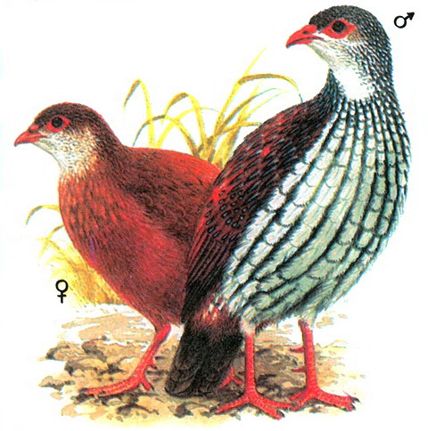    (Galloperdix bicalcarata)