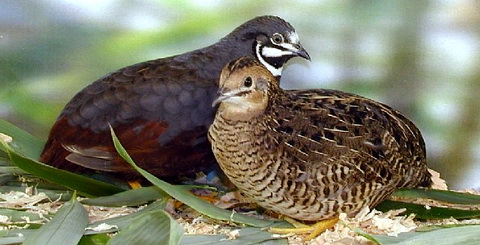   (Coturnix chinensis)