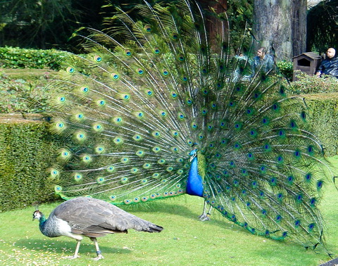   (Pavo cristatus)