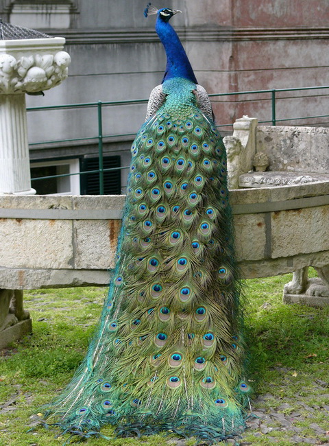   (Pavo cristatus)