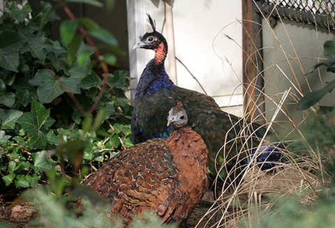   (Afropavo congensis)