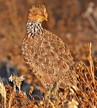   (Pedionomus torquatus)