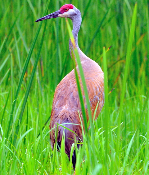   (Grus canadensis)