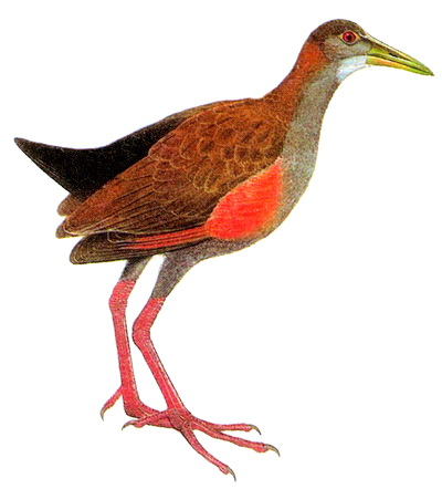 Исполинский лесной пастушок (Eulabeornis ypecaha)