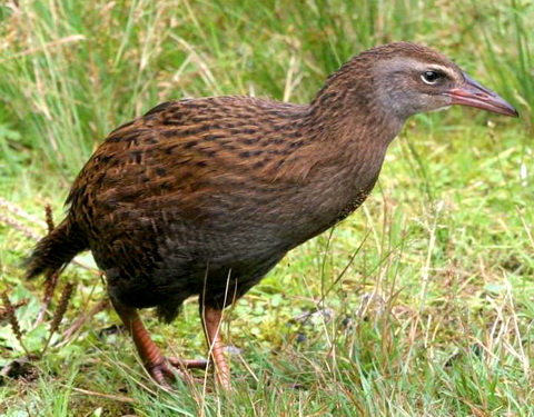  (Gallirallus australis)