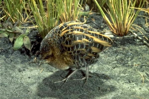   (Coturnicops noveboracensis)